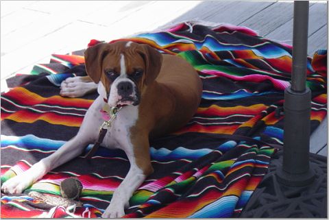 Lucy hanging out