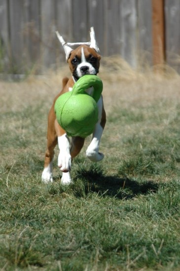 Lucy - Here comes trouble!