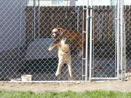 Lucy jumping