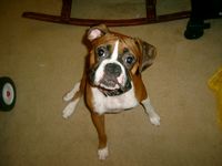 lucy lou