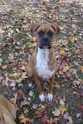 Lucy loves leaves