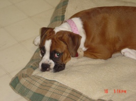 lucy napping