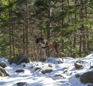 Lucy on Mt. Washington