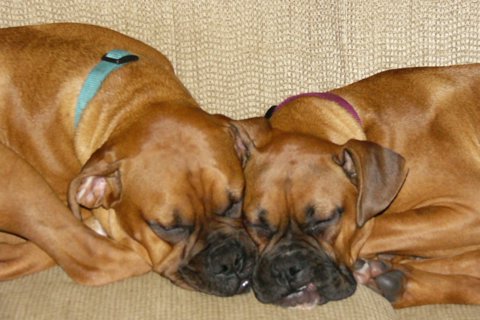 Lucy & Rascal Inseparable