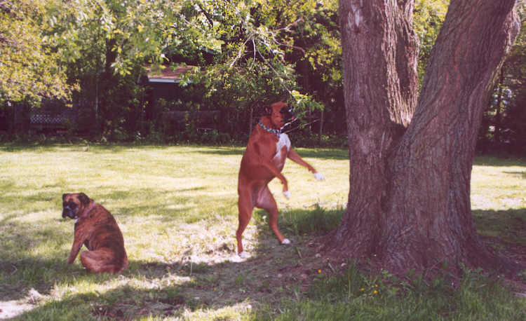 Lucy vs. The Tree