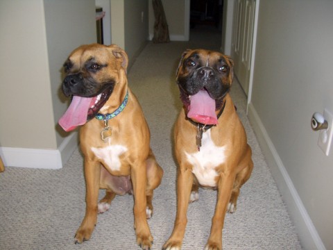 Lucy & Wrigley --Twins!!