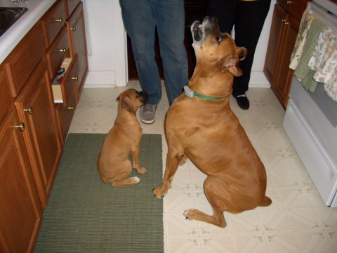 Lucy & Zeus