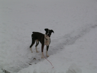 Lucy_First_Snow