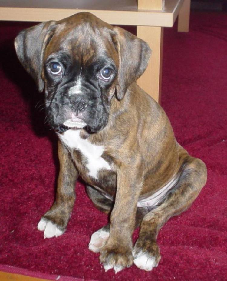 Lucygirl