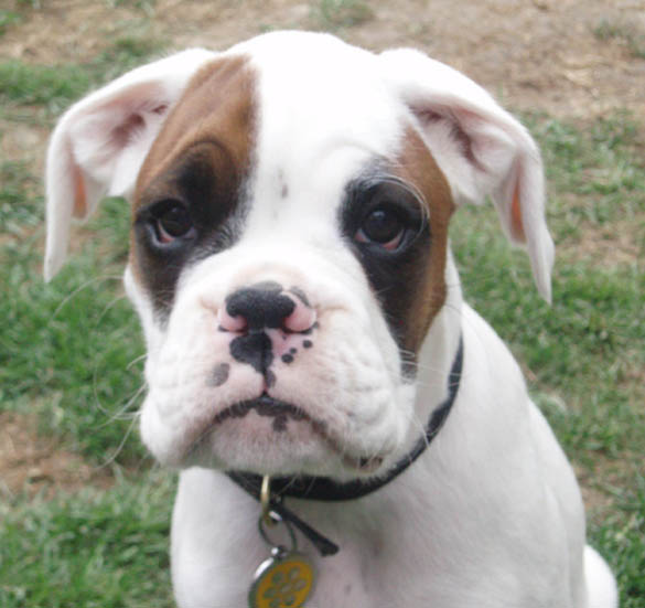 Luka 11 Weeks.