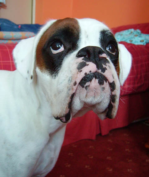 Luka 16 months