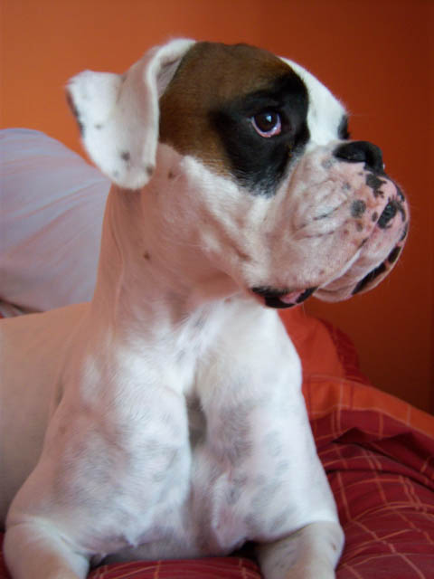 Luka 17 Months Old