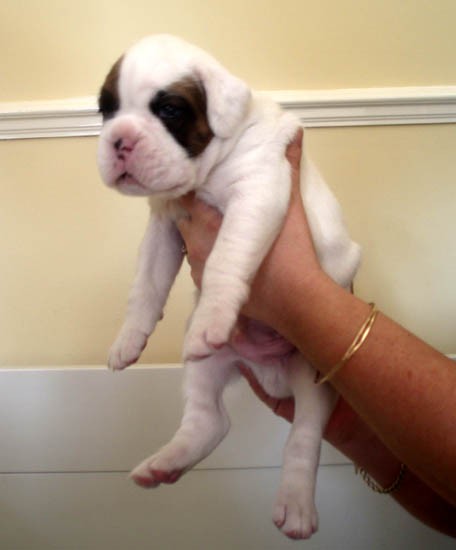 Luka 3 weeks 2.