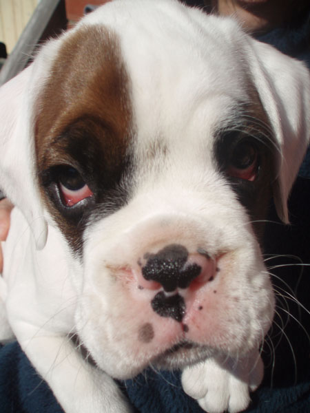Luka 8 Weeks