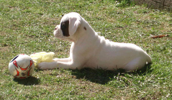 Luka 8 Weeks