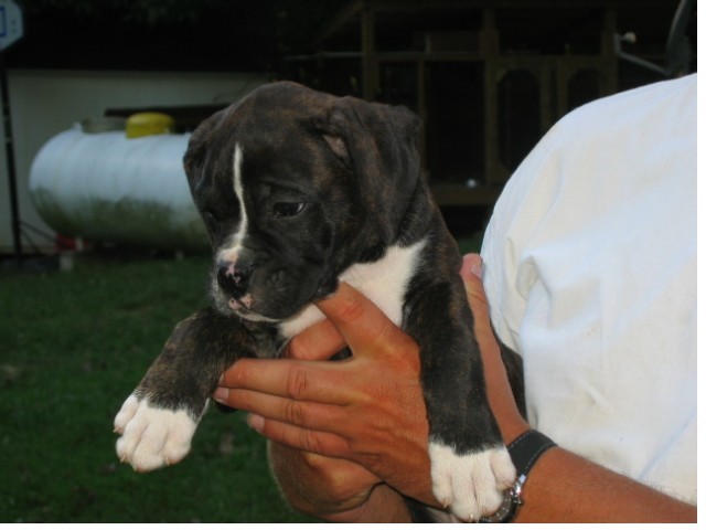 Luka - 9 weeks