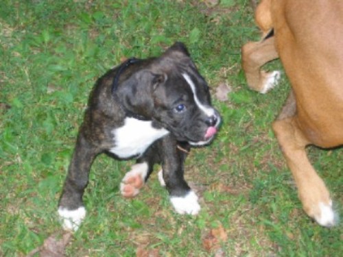 Luka - 9 weeks.