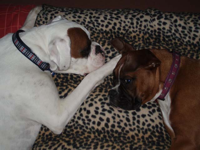 Luka and Angel 10 Months