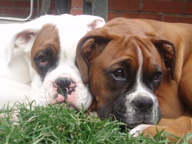 Luka and Angel 16 weeks.
