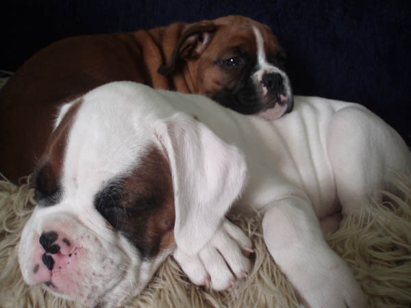 Luka and Angel 8 Weeks