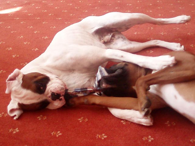 Luka and Ruby play fighting