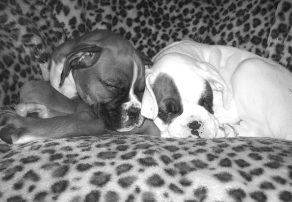 Luka & Angel 15th April 2