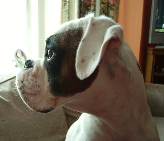 Luka Profile