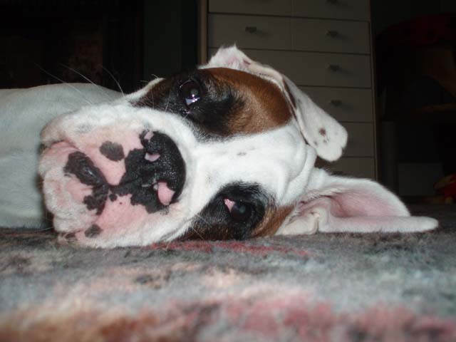 Luka_6_Months_Old