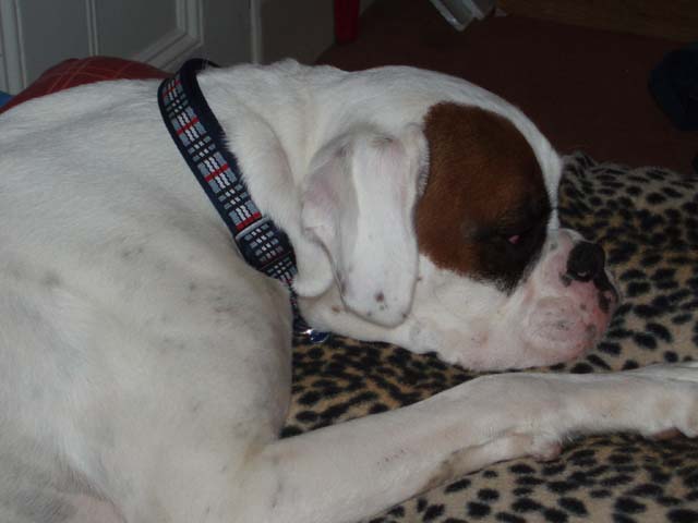 Luka's new collar.