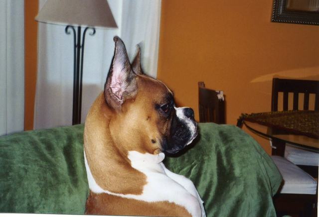 Lukas Profile