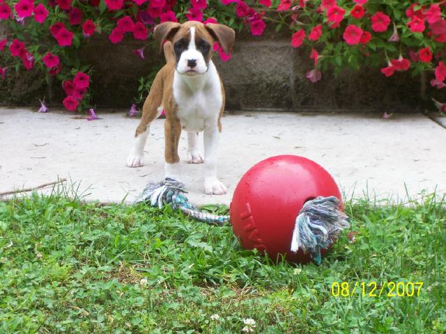 luke 10wks