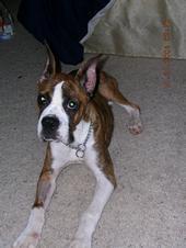 Luke as a puppy 3 weeks after having parvo