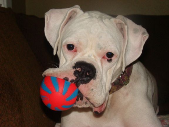 Luke playing with squeeky ball