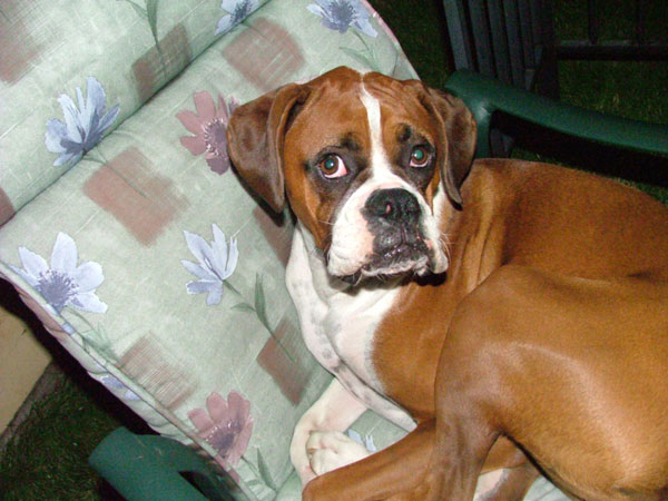 Lukes Cousin Duke