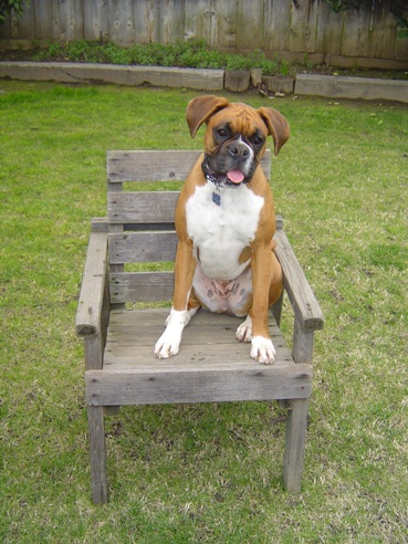 Lulu in wood chair