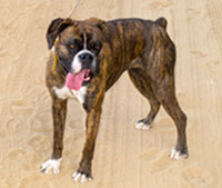 Lulu - one year on...
