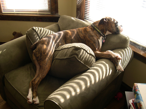 Lulu sleeping on her chair
