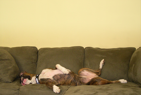Lulu sleeping on the couch