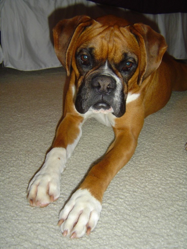 Lulu