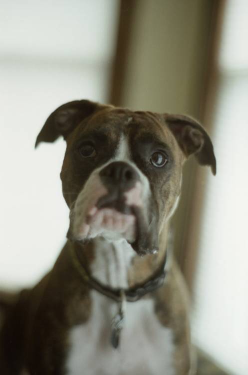 Lulu