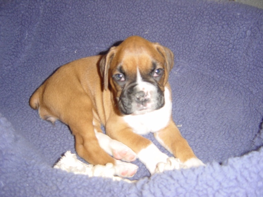 Lulu's first night at her new home