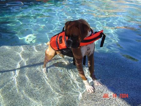 Lulu's life vest