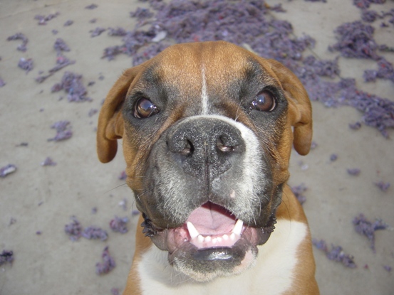 Lulu's mug shot