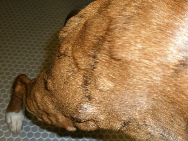 Lumps all over body and legs