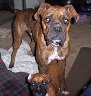 luna and fozzie