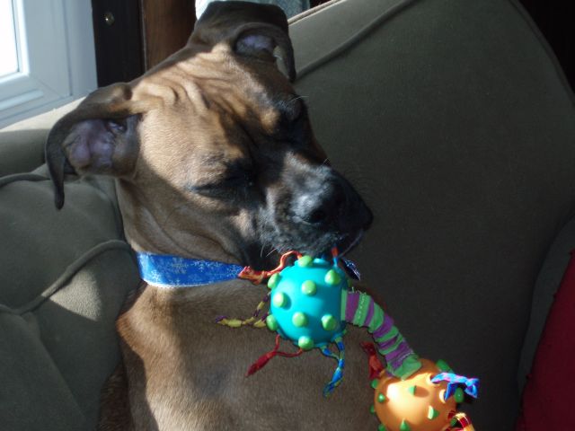 Luna and her new toy