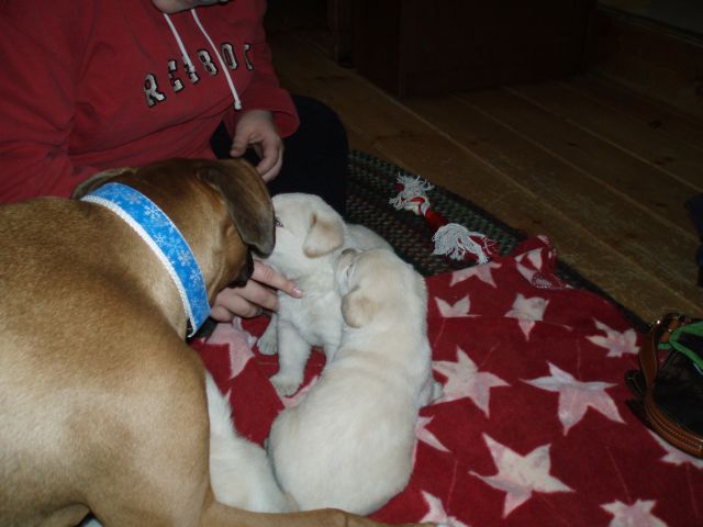 Luna and the puppies