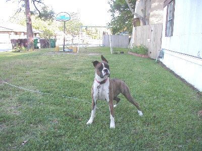 Luna at 8 months old 4-13-05