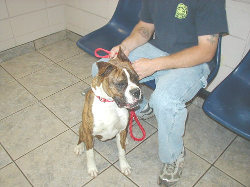 Luna at the vet at 7 months old.