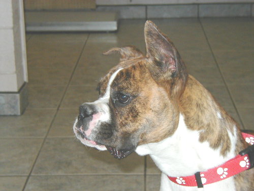 Luna at the vet.  Weight is 45 lbs.